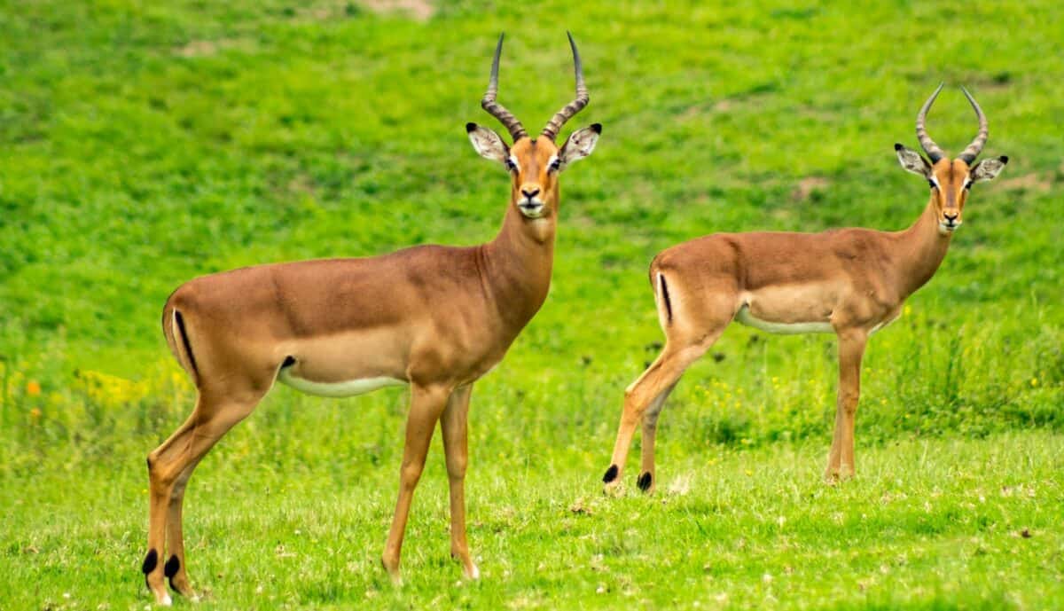 Deux impalas en alerte dans une prairie sud-africaine luxuriante, mettant en valeur la faune.