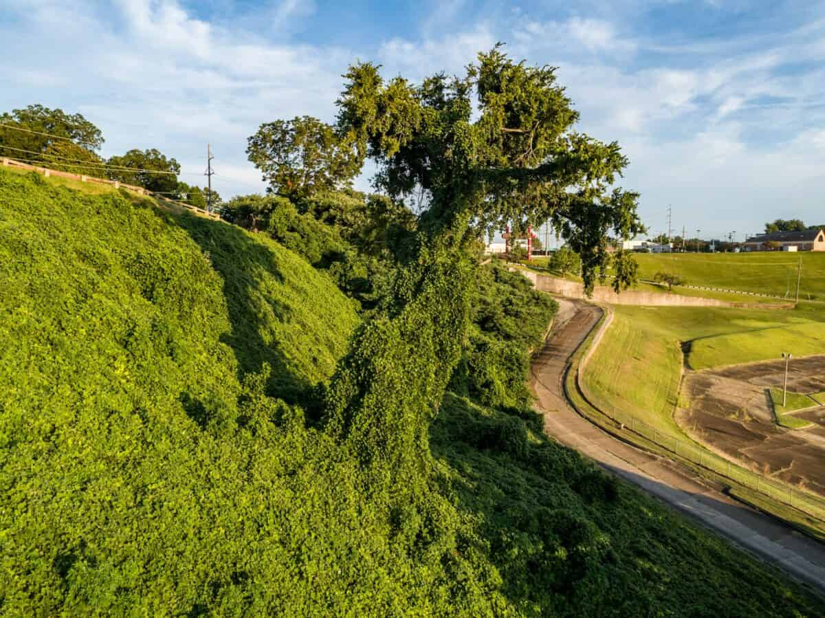 arbres verts sur la colline sous un ciel bleu pendant la journée
