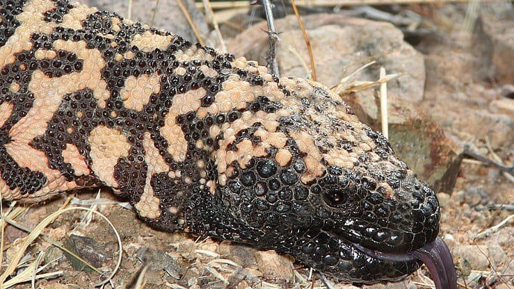 Un monstre Gila réticulé agite sa langue tout en rampant sur un terrain sec, mettant en valeur sa peau à motifs distinctifs.