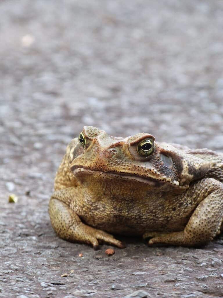 Un gros plan détaillé d'un crapaud canne (Rhinella marina) assis sur le trottoir.