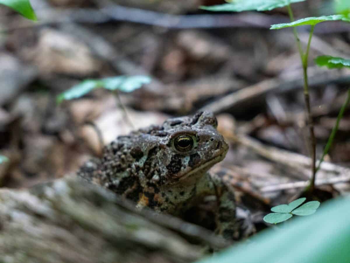 une grenouille sur une bûche