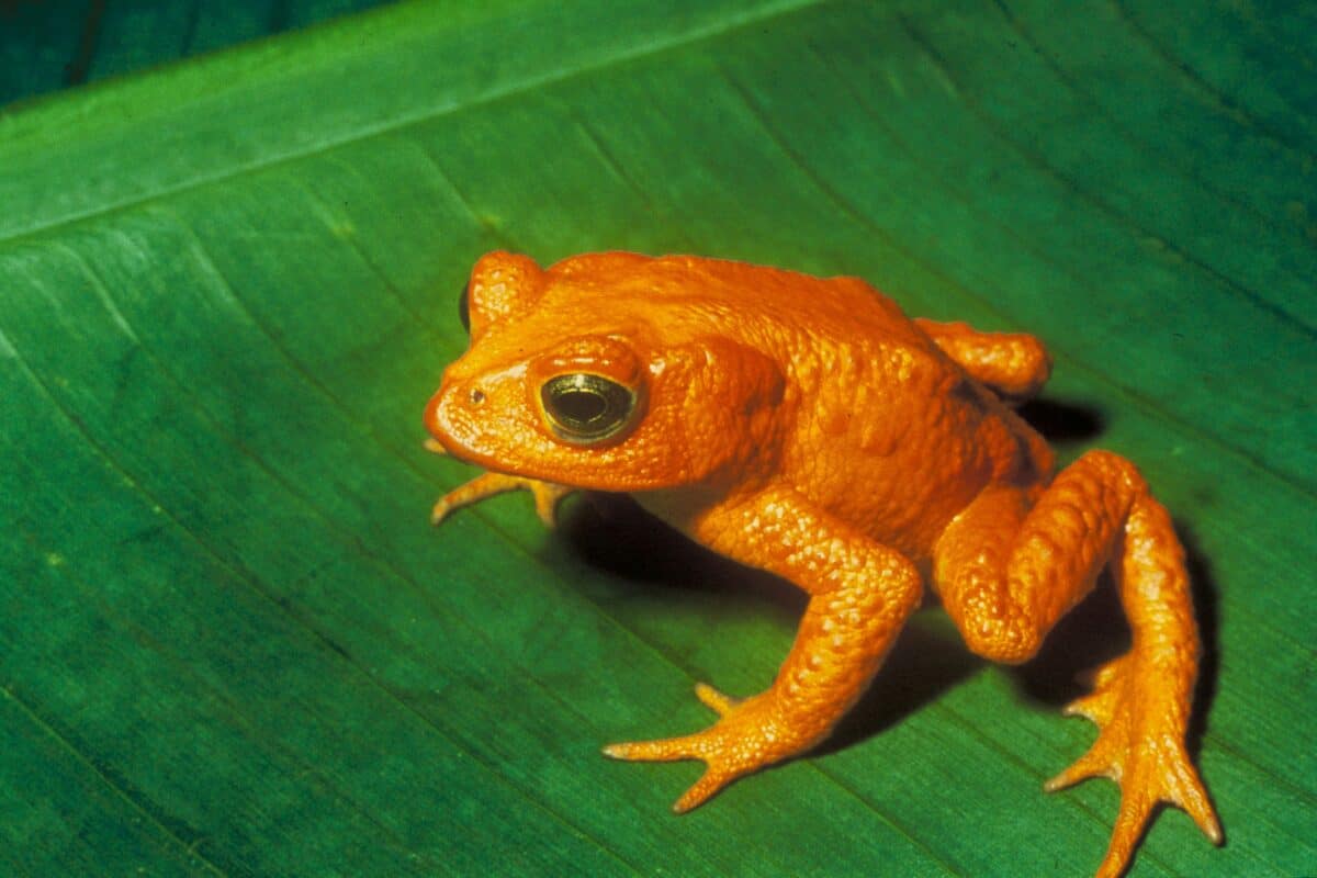 Crapaud doré