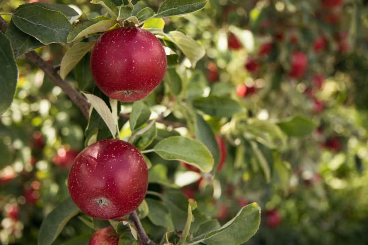 fruit rouge rond