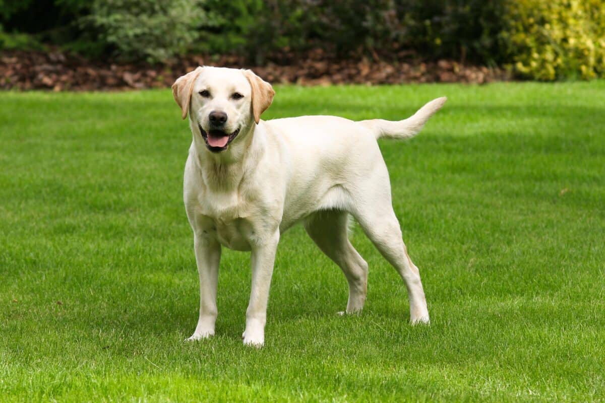 Un labrador retriever dans un jardin. 