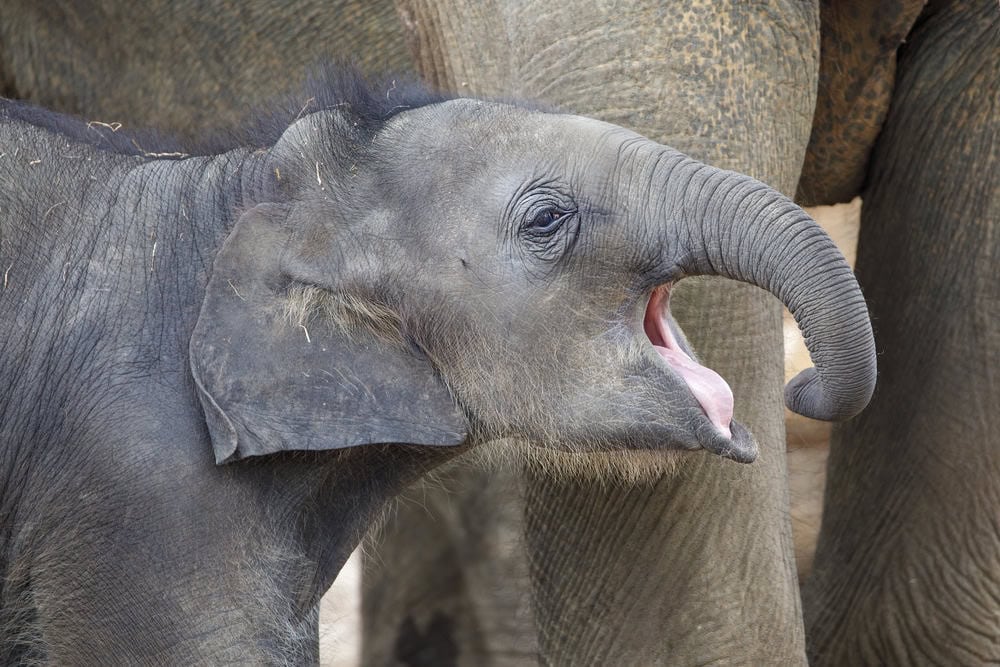 Éléphant d'Asie