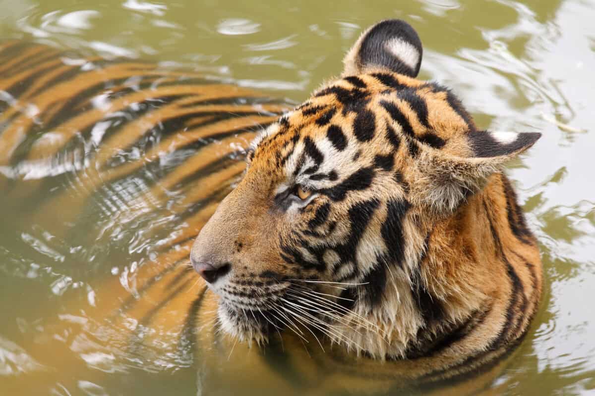 Tigre d'Indochine (Panthera tigris corbetti)