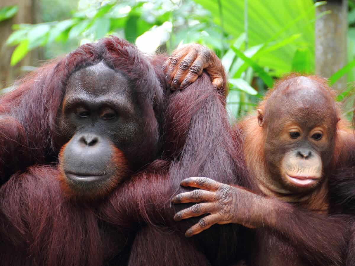 Orang-outan de Sumatra