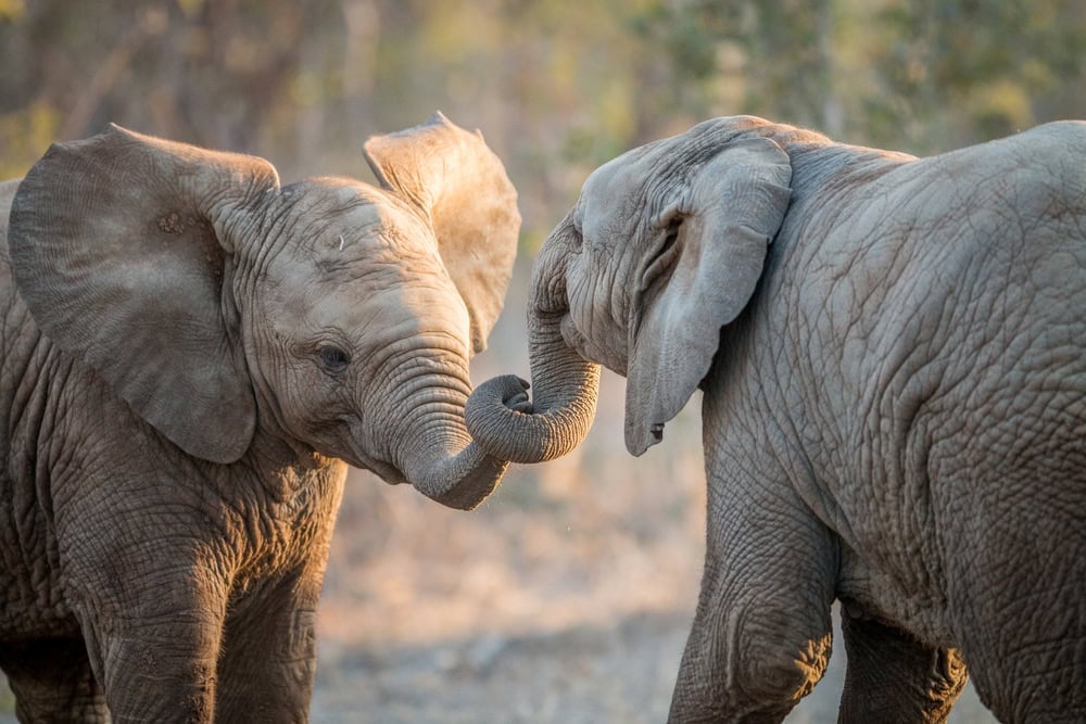 Éléphants jouant dans le Kruger