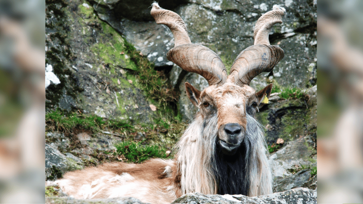 Markhor