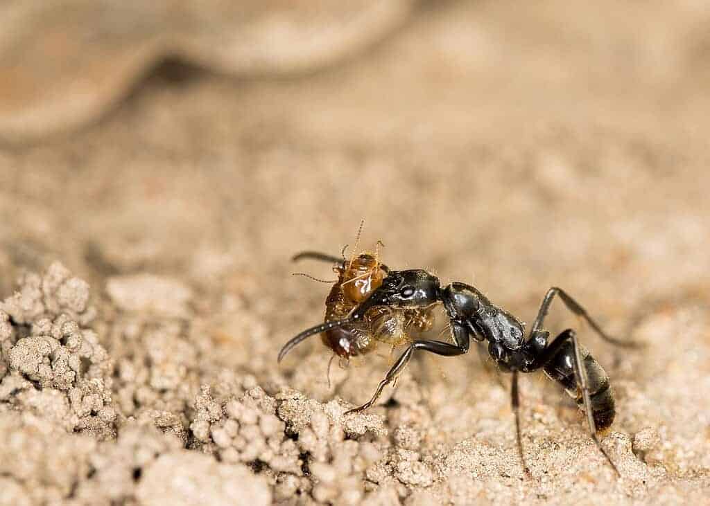 Termites