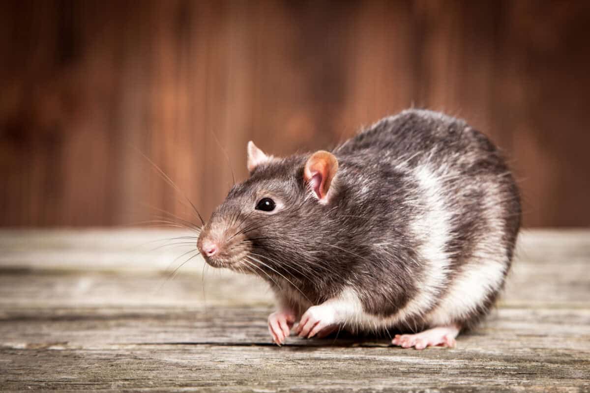 Rat de compagnie