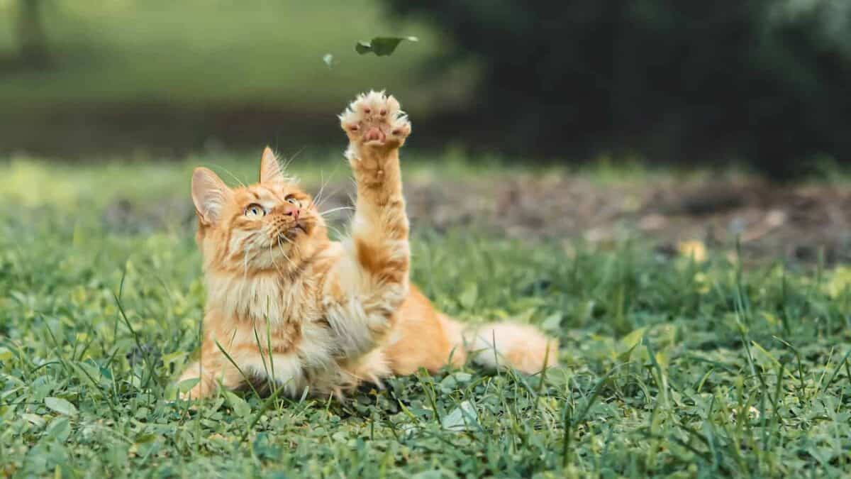 chat tigré orange allongé sur un champ d'herbe verte pendant la journée