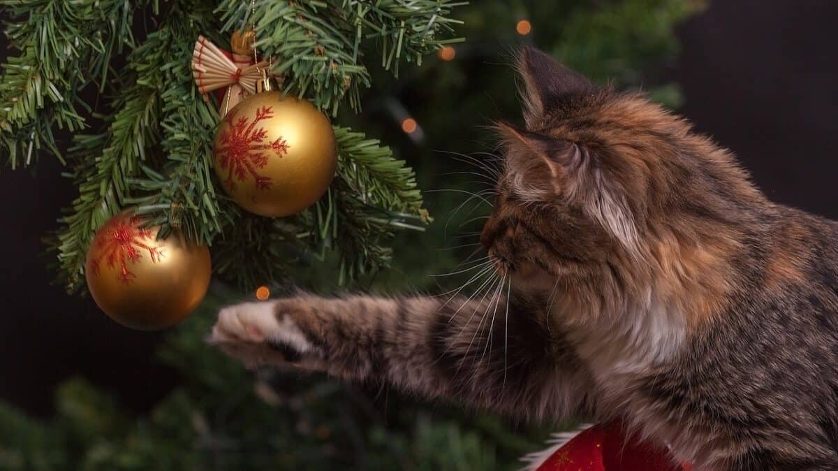 Chat essayant de glisser un arbre de Noël