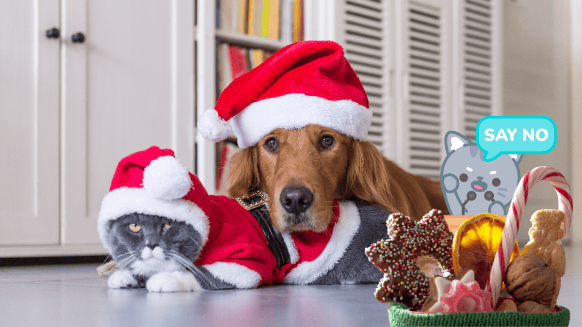 Animaux habillés en costumes de Noël.