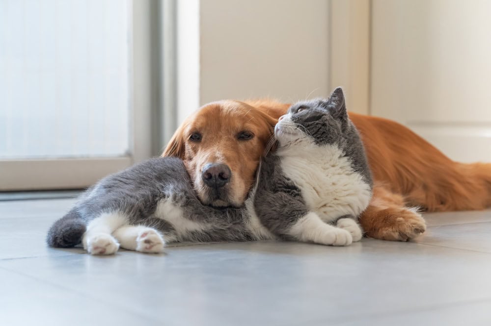 Golden Retriever et British Shorthair sont amicaux