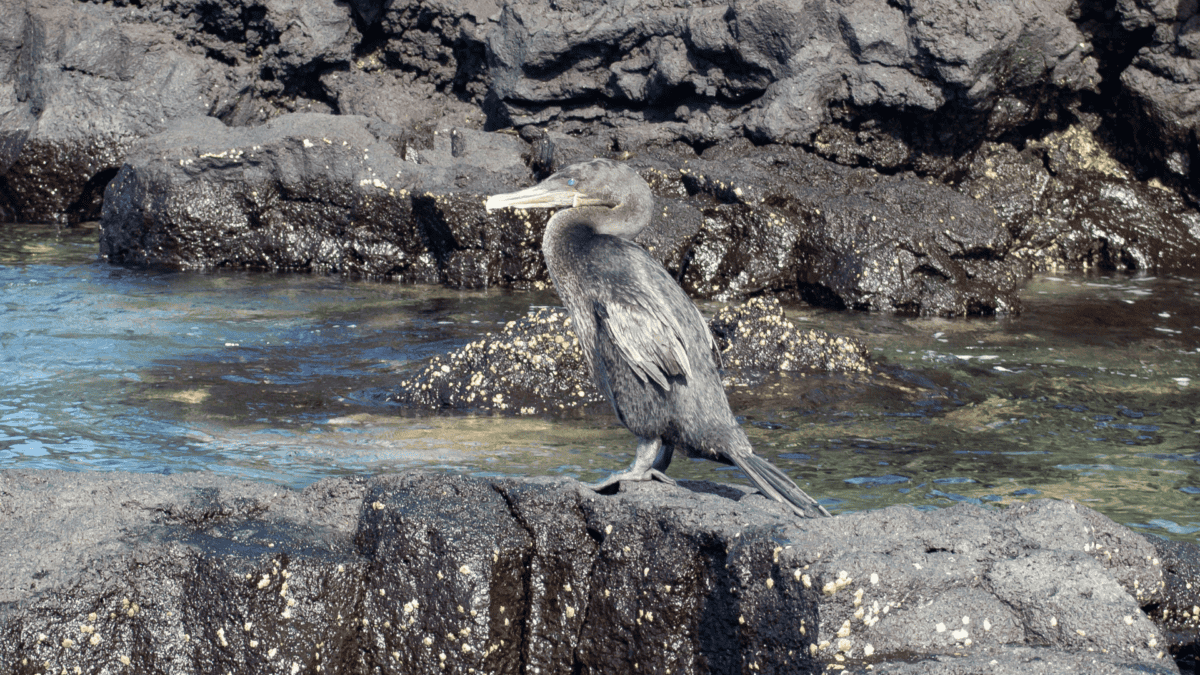 Cormoran incapable de voler dans les îles Galapagos.