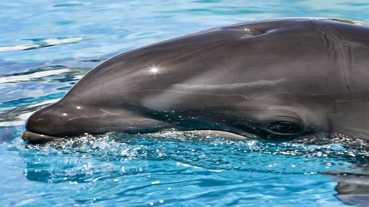Wholphin, un croisement entre une baleine et un dauphin.