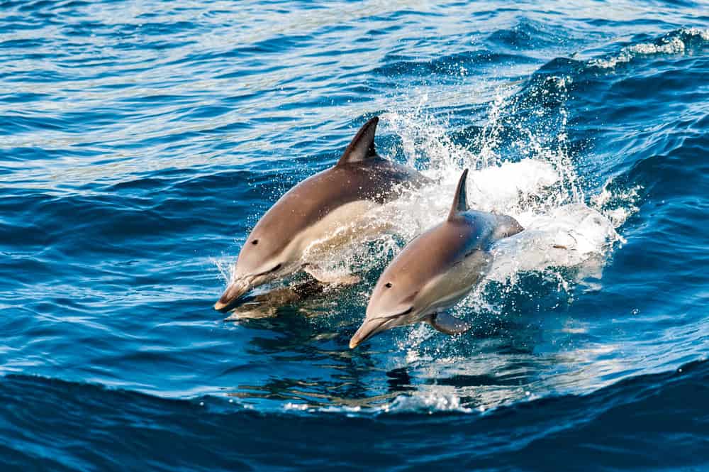 Dauphins sautant hors de l'eau