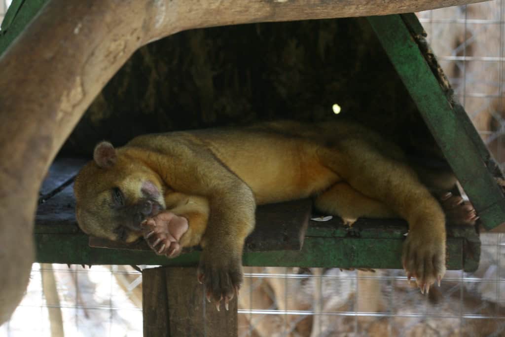 Kinkajous endormis