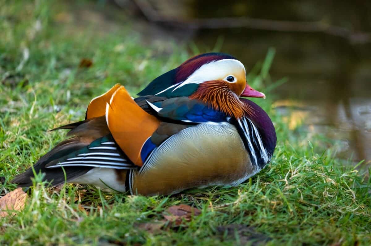 canard brun blanc et noir sur l'herbe verte pendant la journée