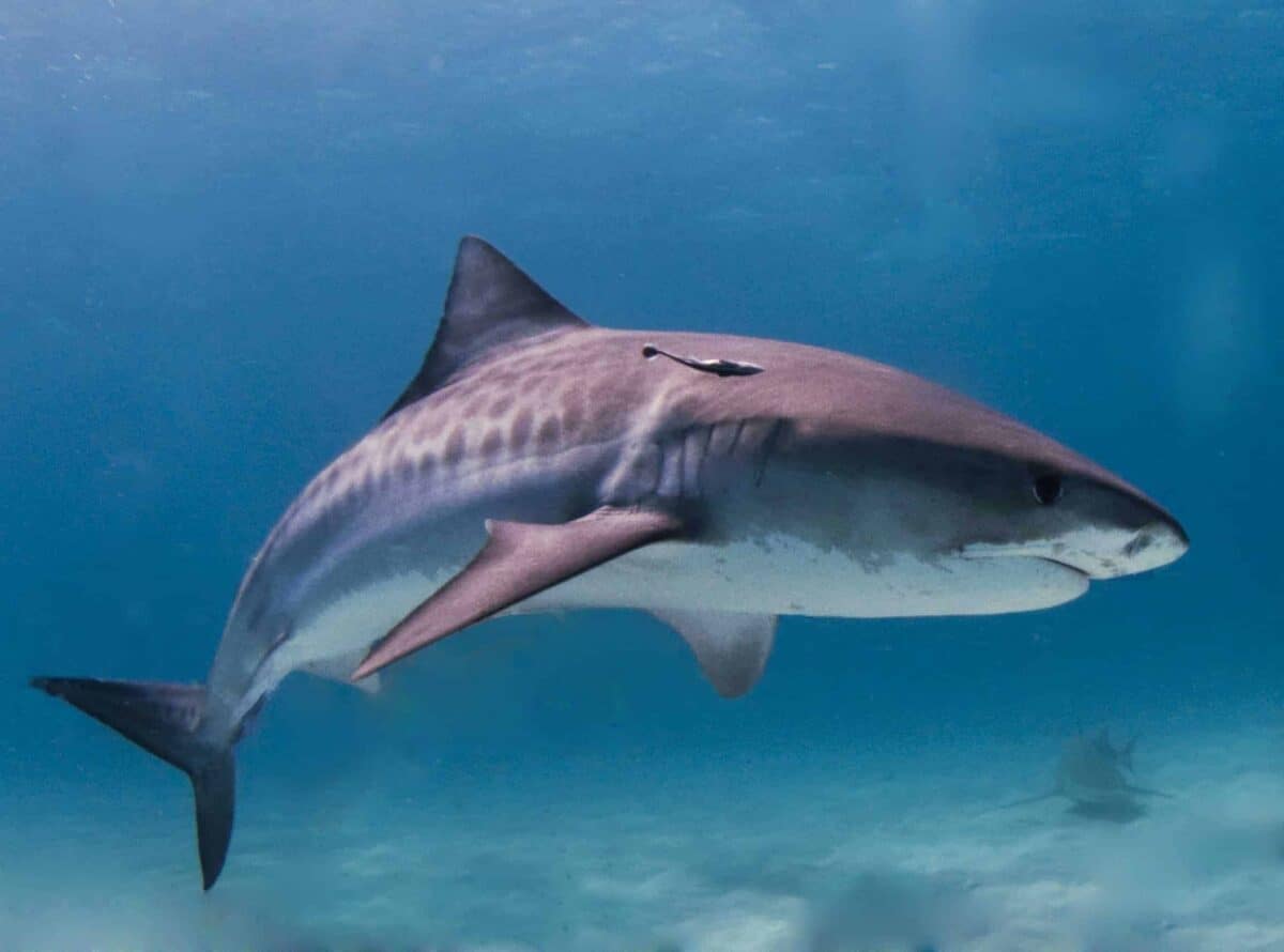 requin