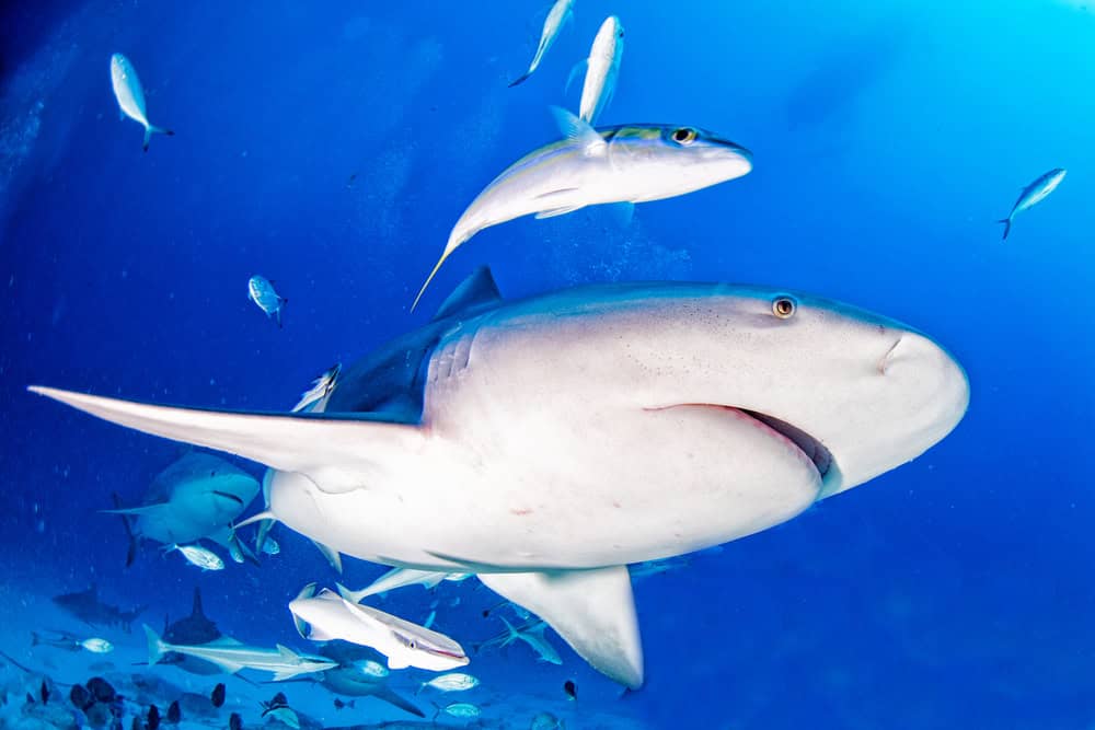 Requin bouledogue dans le fond bleu de l'océan