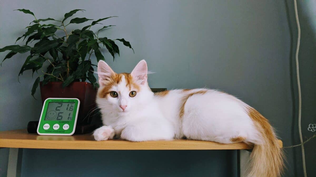 Adorable chat turc de Van se prélassant sur une table à côté d'une plante et d'un thermomètre à l'intérieur.
