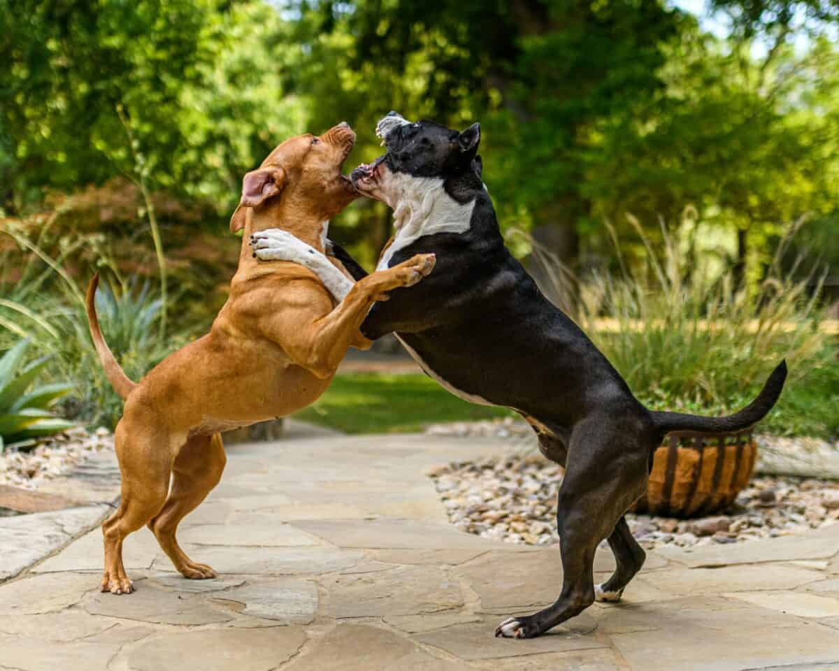 deux chiens se battant avec un panier