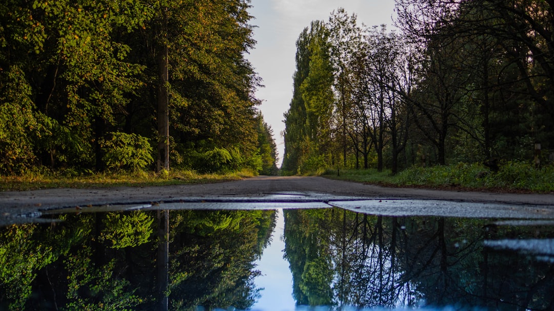 La forêt énigmatique de Tchernobyl (crédits image : unsplash)