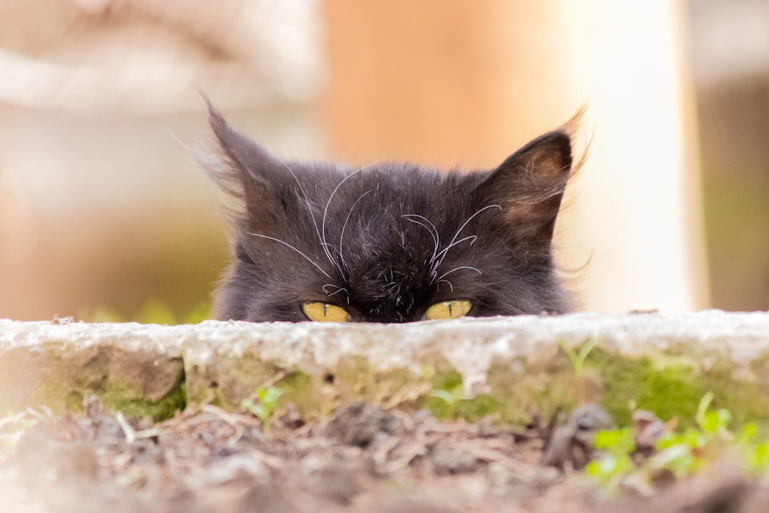 14 Cache-cache (crédits image : unsplash)