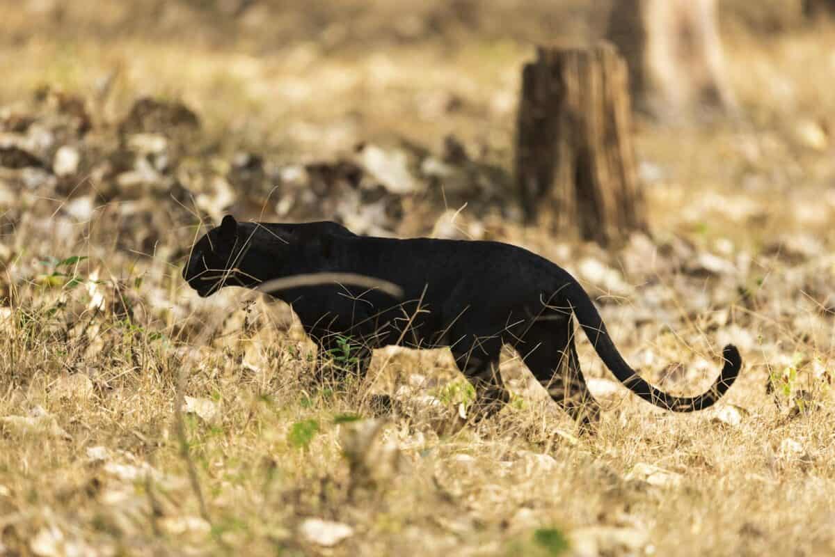 Panthère noire se promenant gracieusement dans les prairies sèches
