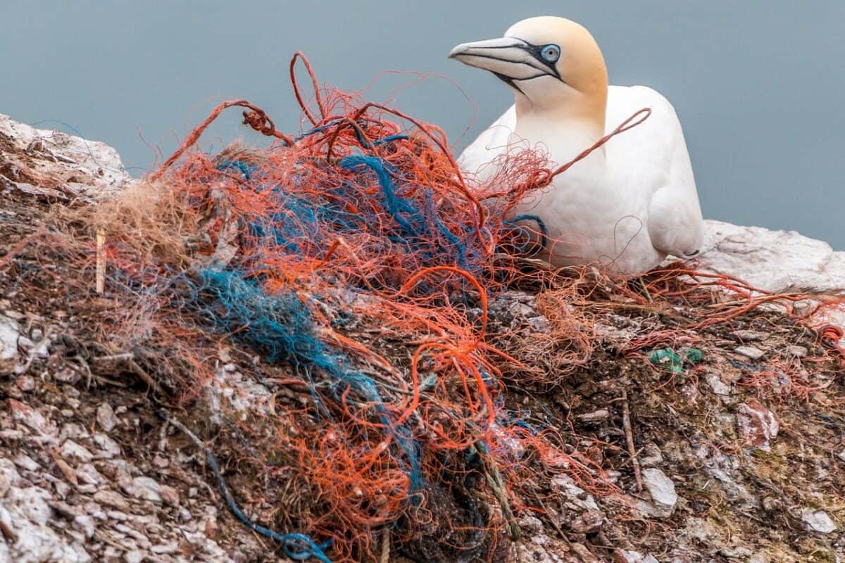 pollution plastique dans l'océan