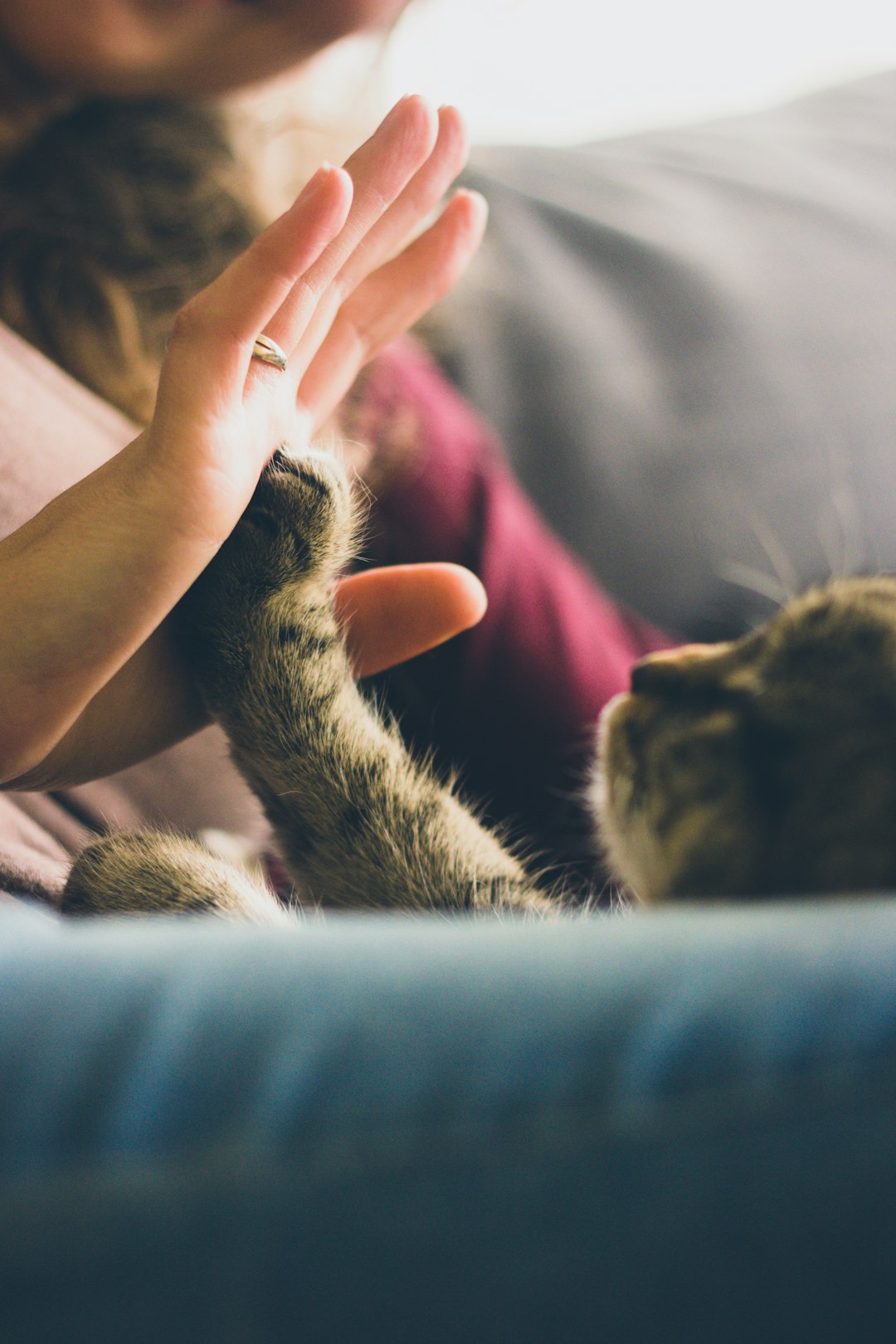 15. Avocat (crédits image : unsplash)