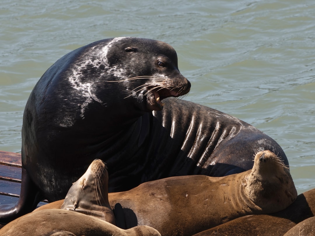 15. Otarie de Californie (crédits image : unsplash)