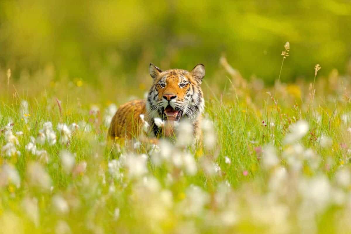 tigre