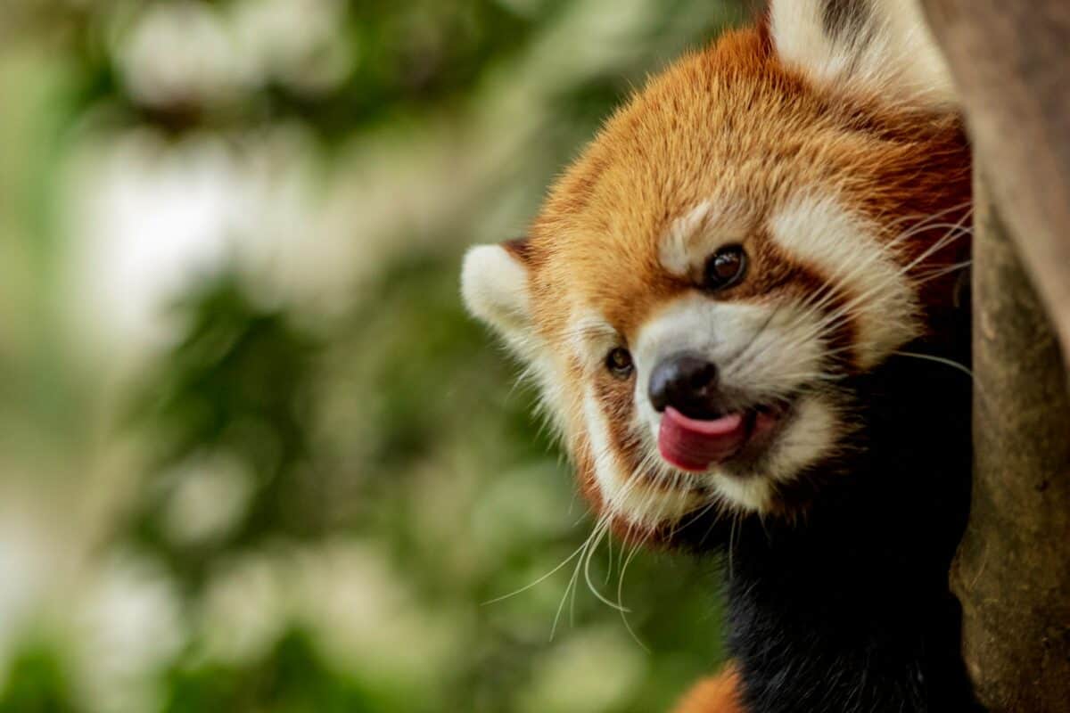 panda roux grimpant sur un arbre