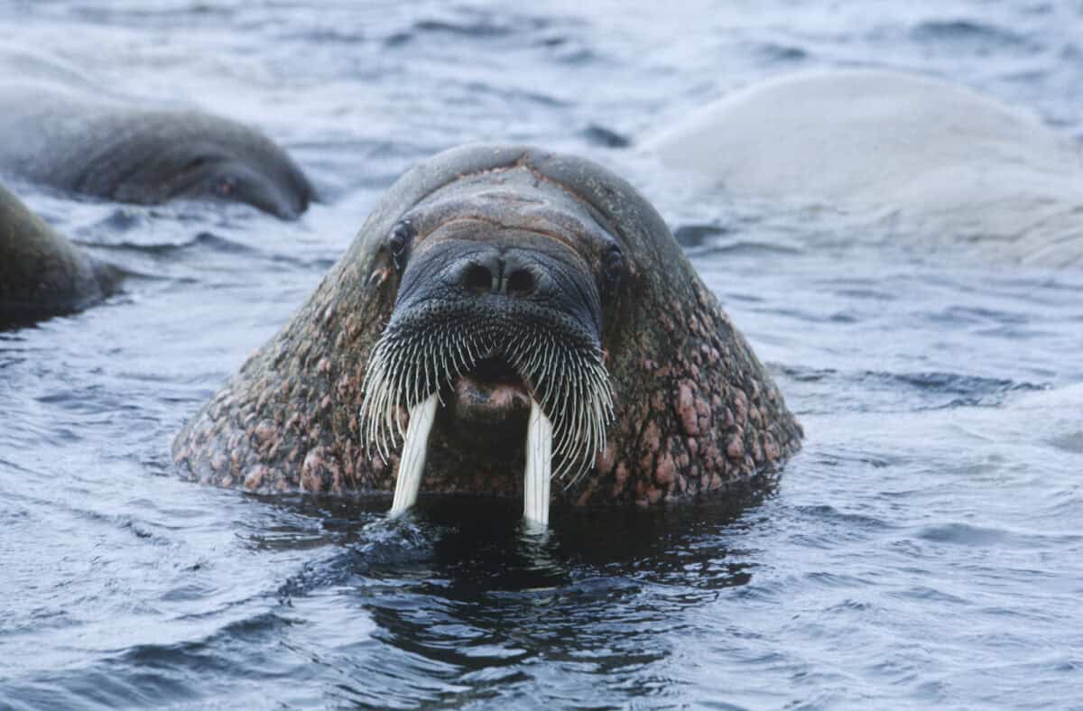 Norvège, Spitzberg, morse dans l'eau, gros plan