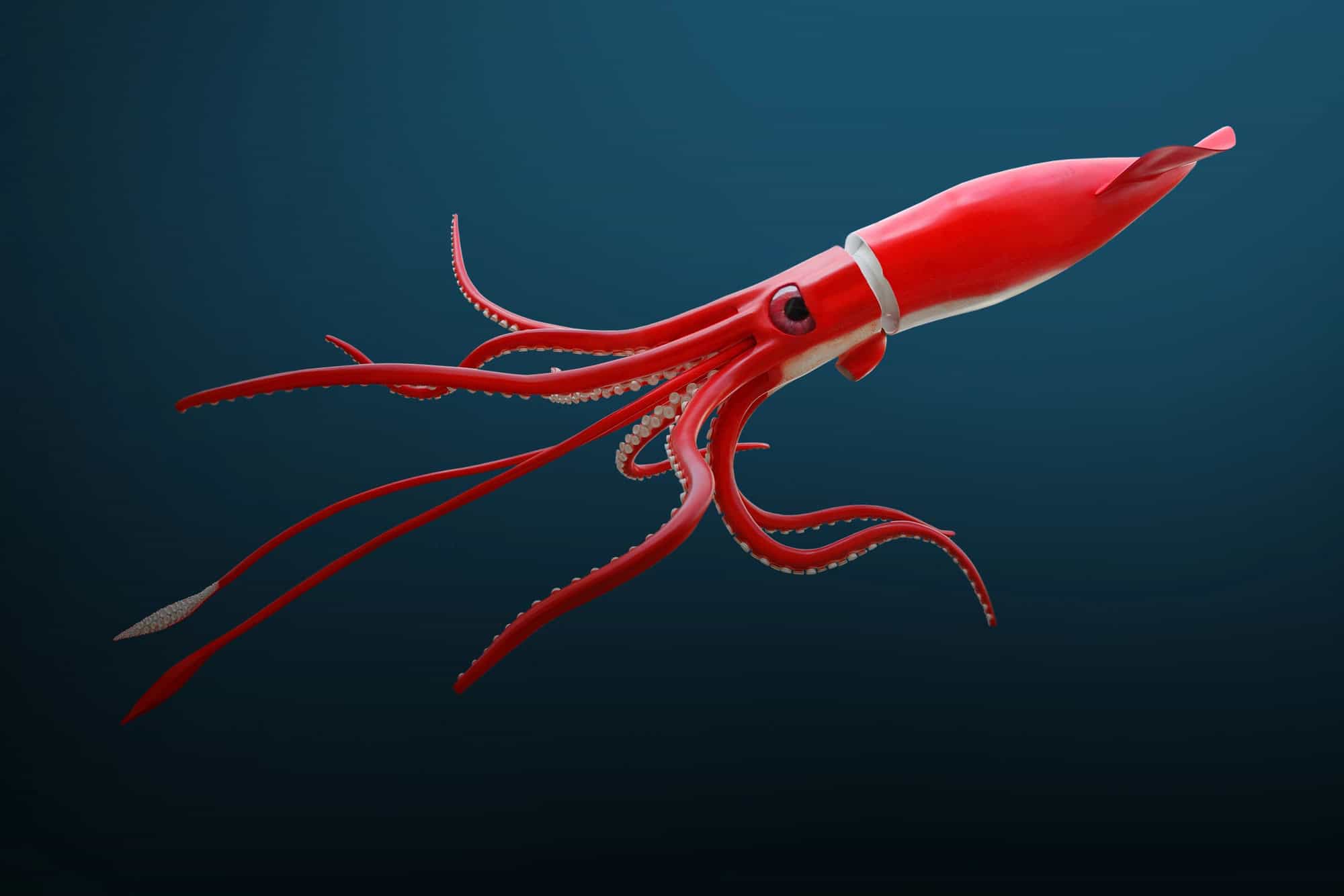 Le calmar géant - Architeuthis