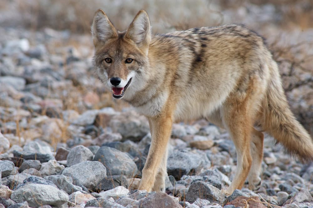 Coyote