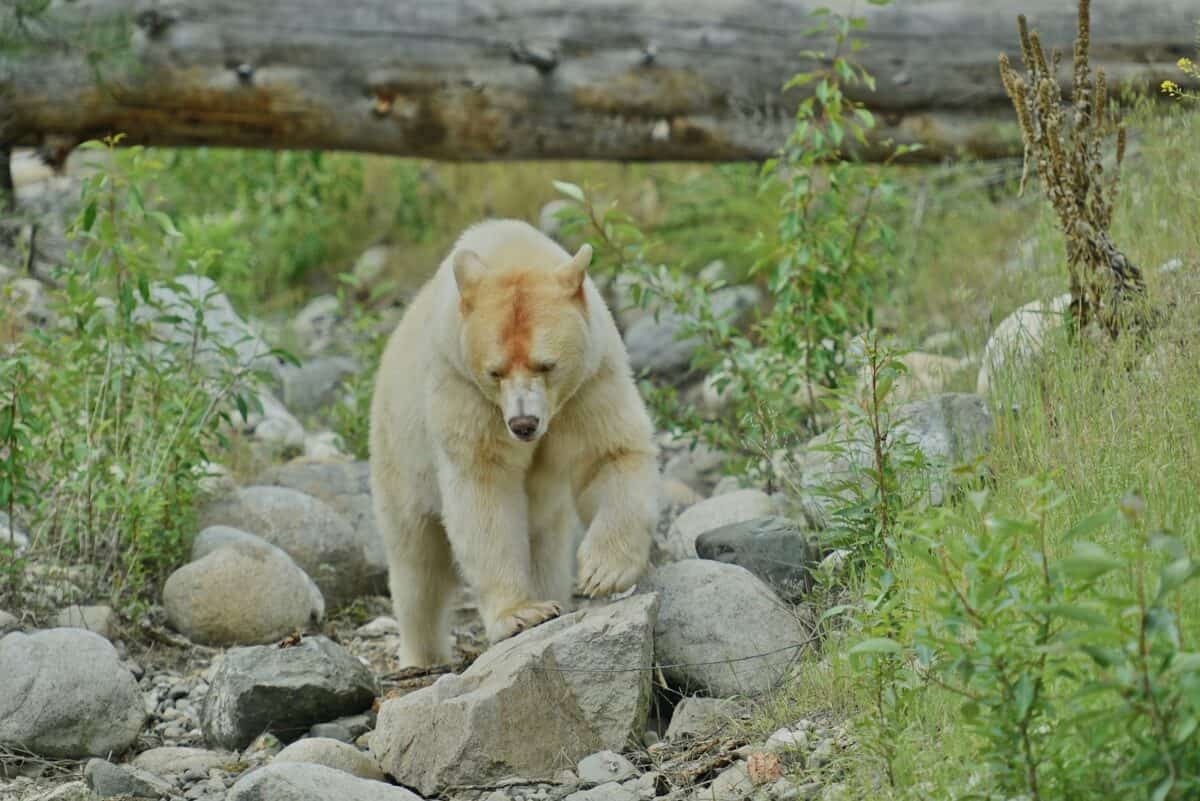 un ours polaire marchant sur des rochers