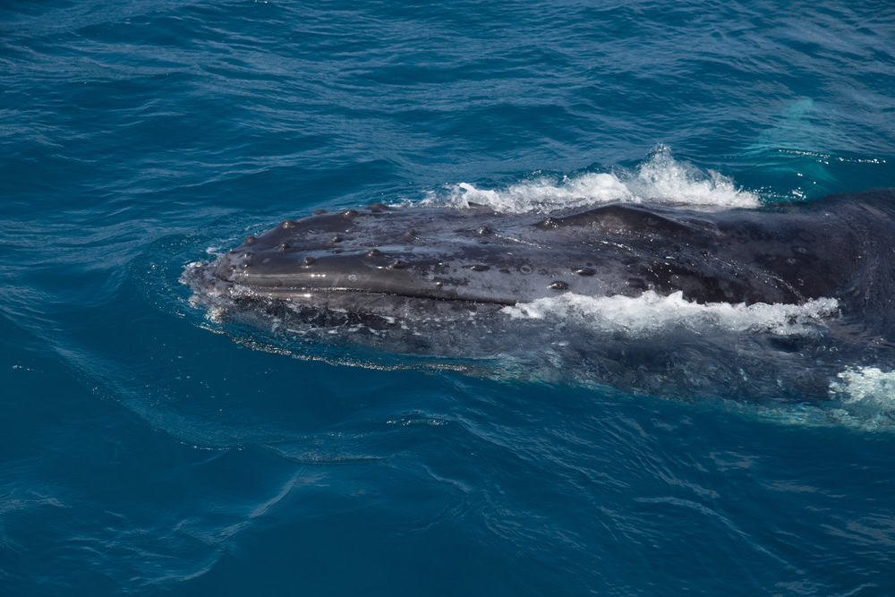 Observation des baleines Hervey Bay Queensland