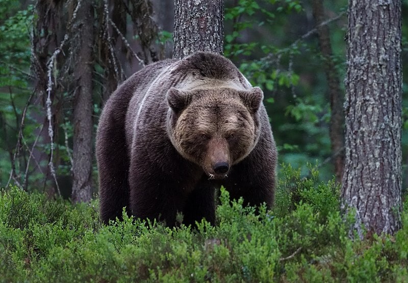 ours brun