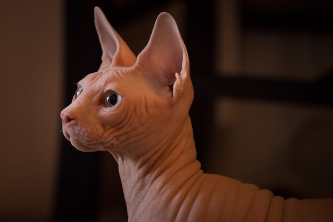 14. Sphynx (crédits image : unsplash)