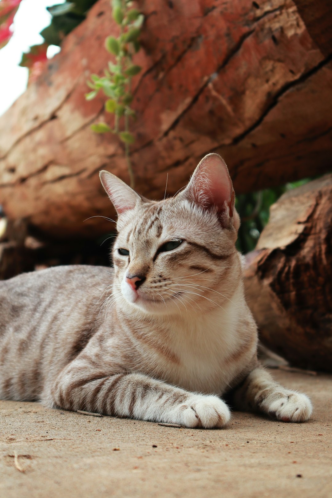 13. American Shorthair (crédits image : unsplash)