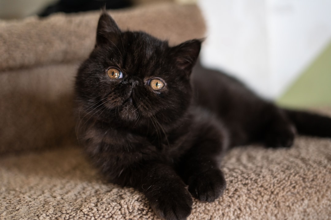 12. Exotic Shorthair (crédits image : unsplash)