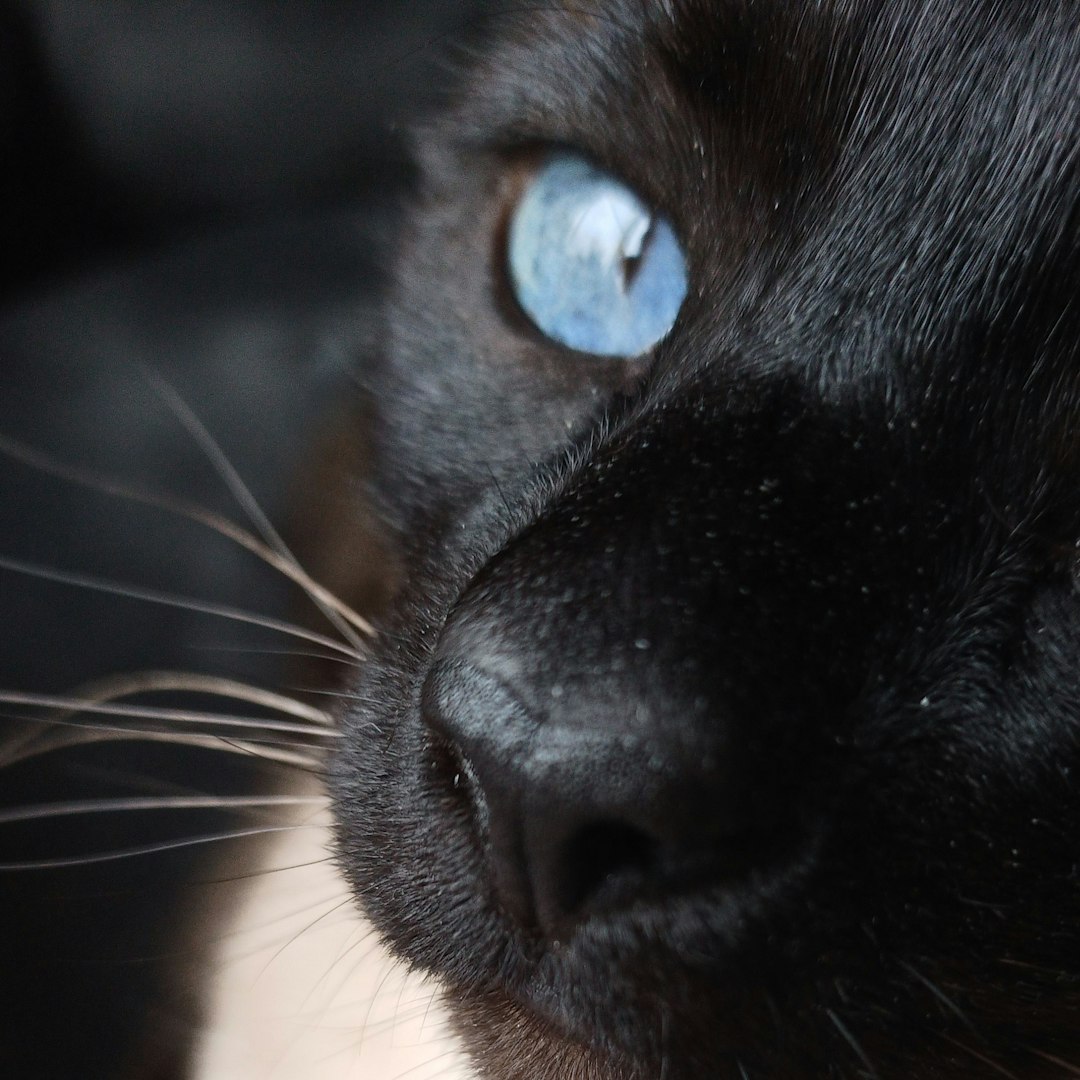 10. Tonkinois (crédits image : unsplash)
