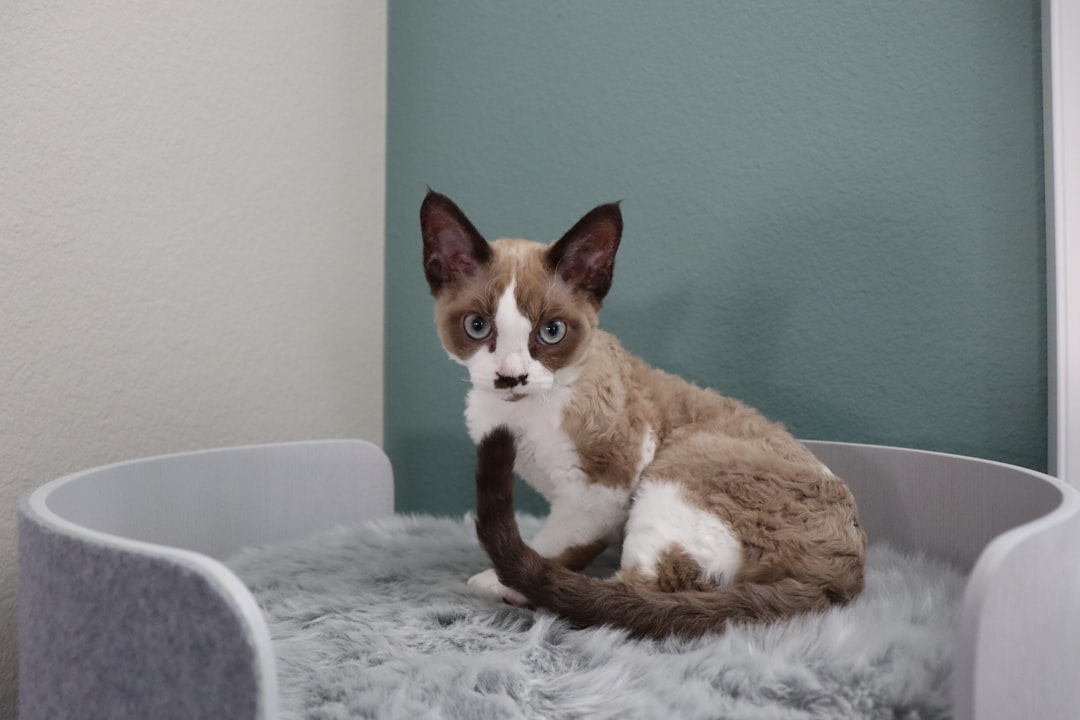 8. Devon Rex (crédits image : unsplash)