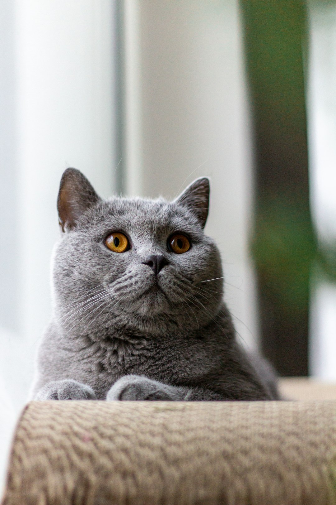 2. British Shorthair (crédits image : unsplash)