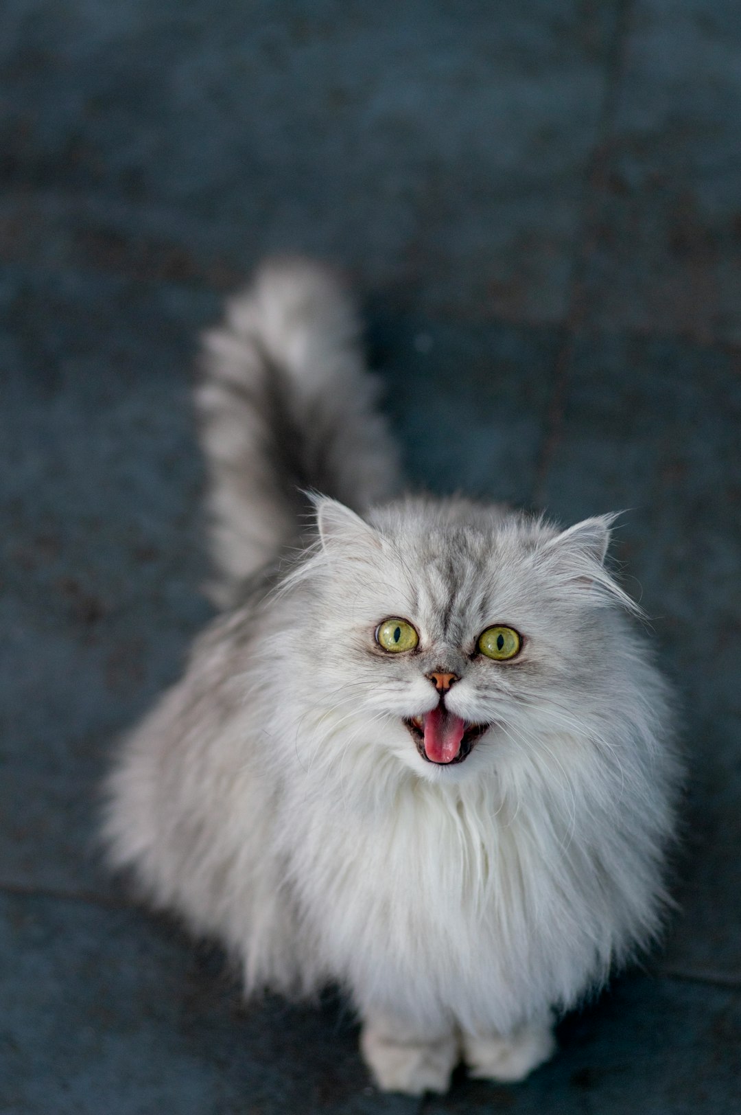 5. Persan (crédits image : unsplash)