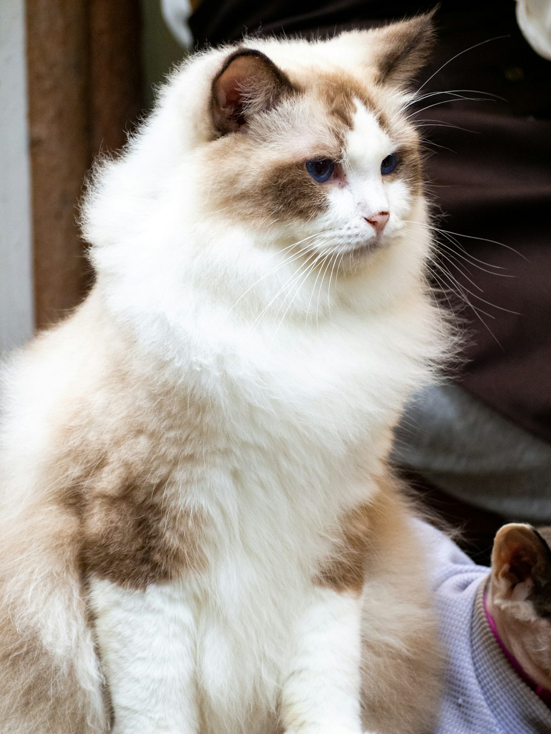 1. Ragamuffin (crédits image : unsplash)